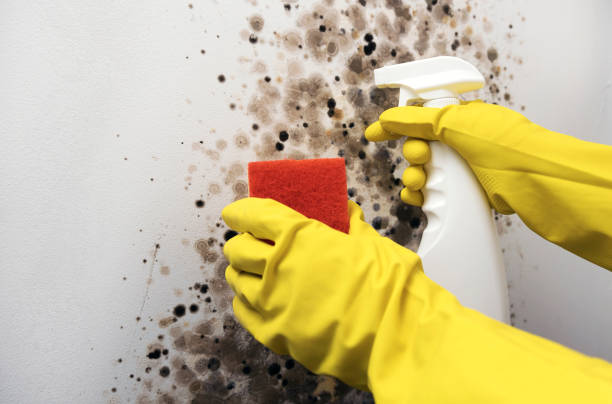 Best Mold Damage Repair  in Highland Village, TX