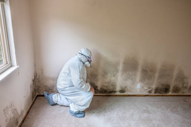 Best Toxic Mold Removal  in Highland Village, TX