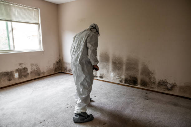 Best Attic Mold Removal  in Highland Village, TX