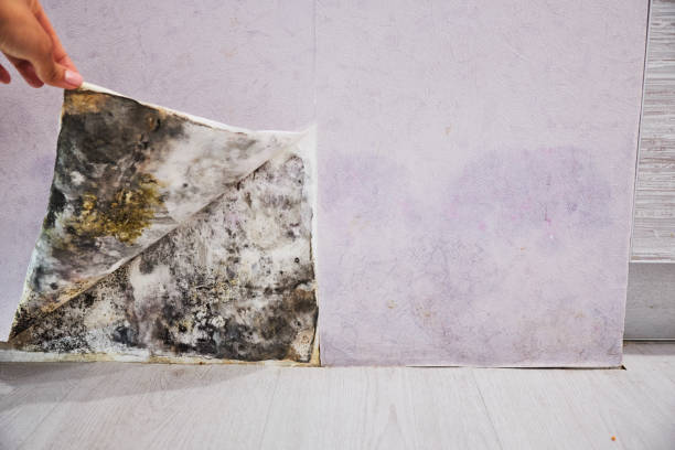 Best Mold Testing and Removal  in Highland Village, TX